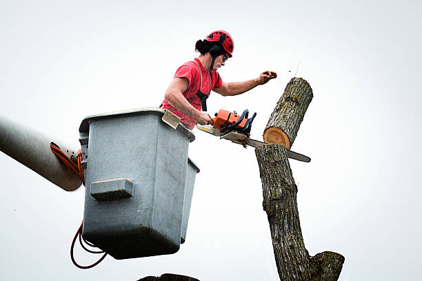 Best Hedge Trimming  in Macon, GA